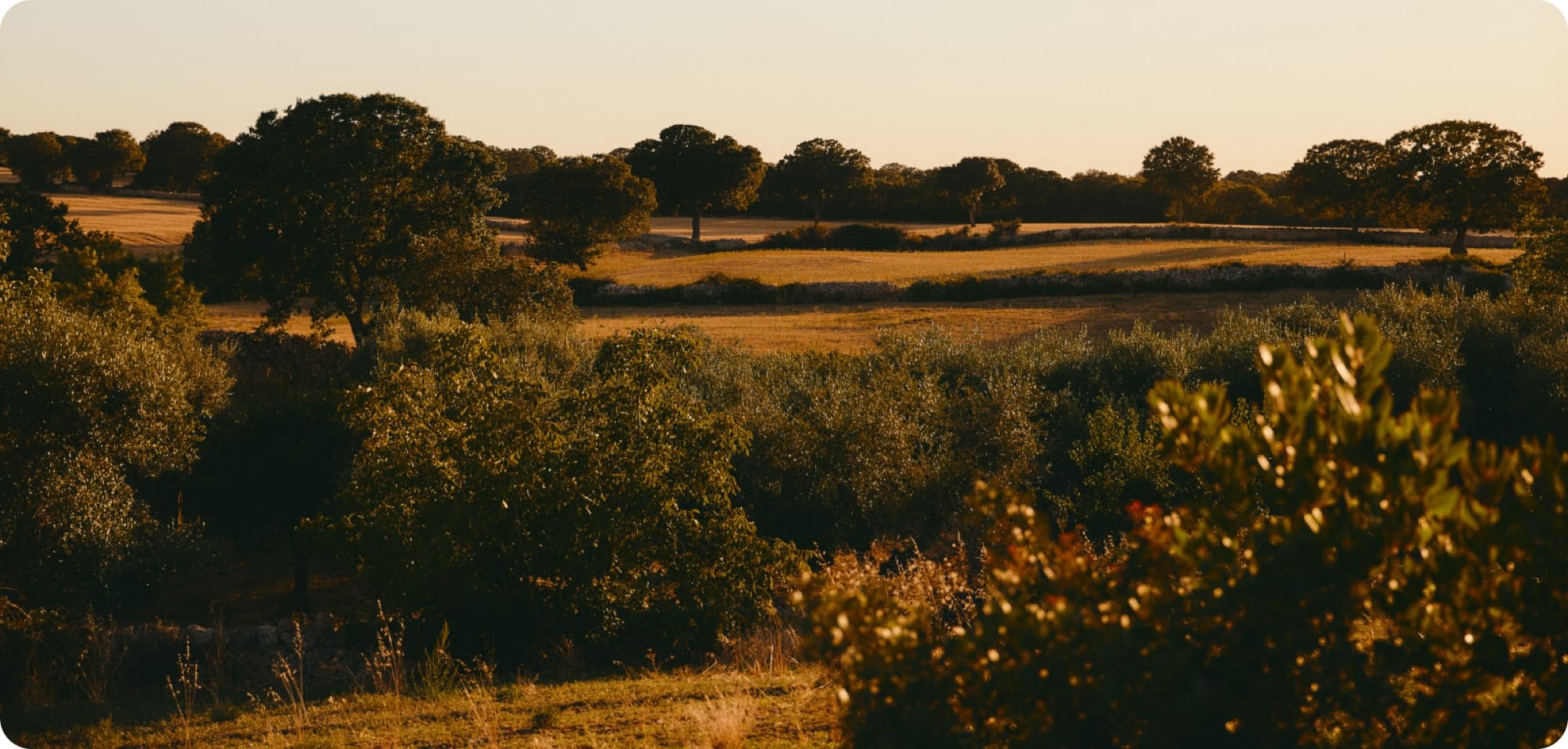 Golden fields and trees at sunset