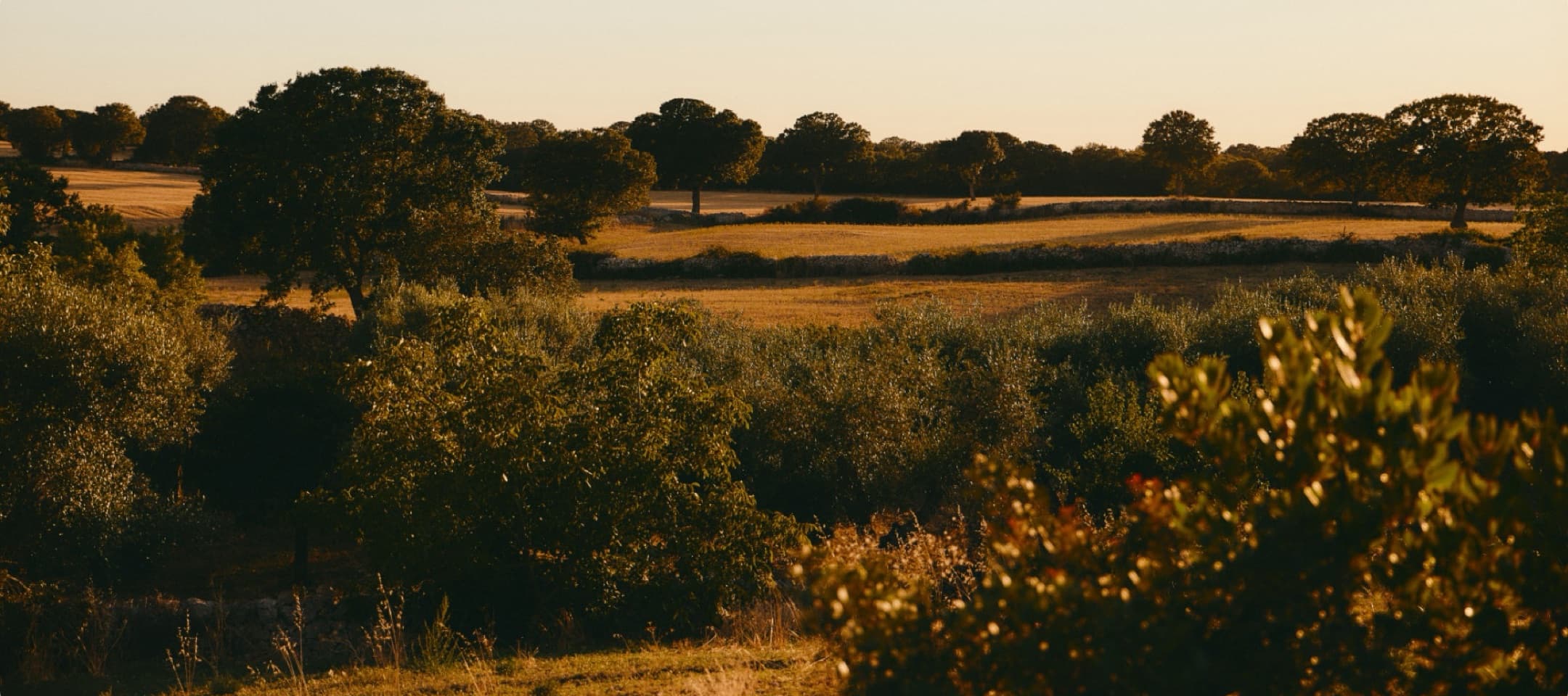 Golden fields and trees at sunset