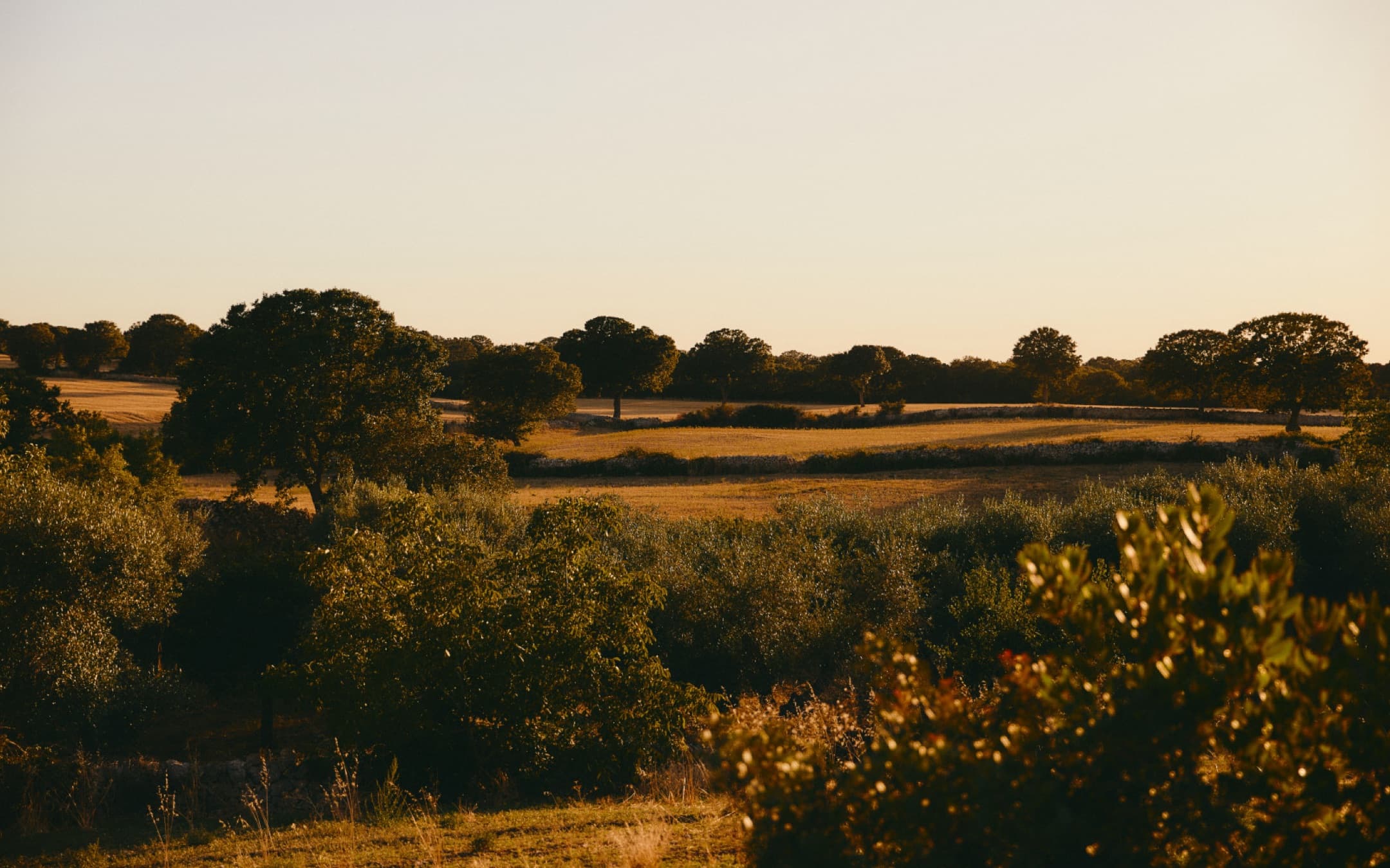 Golden late-afternoon light over fields and trees